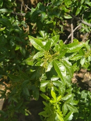 Searsia zeyheri