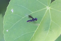 Ocyptamus dimidiatus