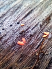 Bilobella braunerae