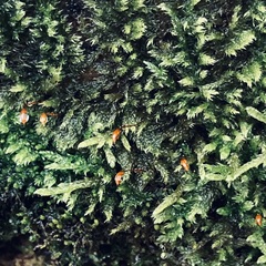 Hypnum cupressiforme