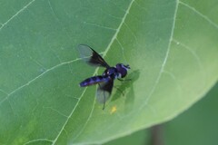 Ocyptamus dimidiatus