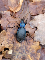 Carabus intricatus