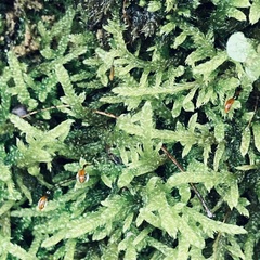 Hypnum cupressiforme