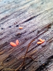 Bilobella braunerae