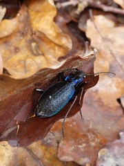 Carabus intricatus
