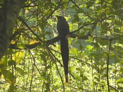 Phaenicophaeus tristis