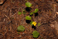 Viola orbiculata
