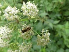 Syrphus
