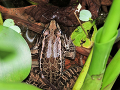Lithobates magnaocularis