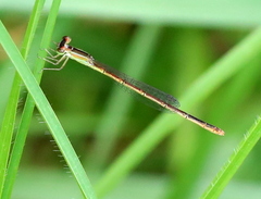 Agriocnemis falcifera