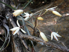 Barkeria obovata