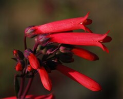Penstemon centranthifolius