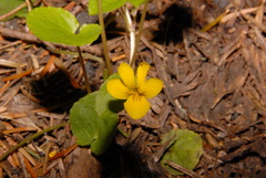 Viola orbiculata