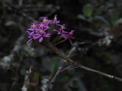 Epidendrum arachnoglossum