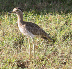 Burhinus bistriatus