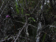 Epidendrum arachnoglossum