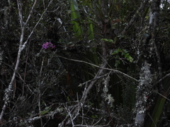 Epidendrum arachnoglossum
