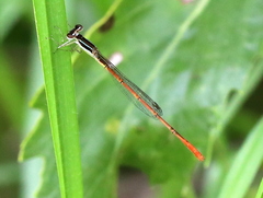 Agriocnemis falcifera