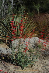 Penstemon centranthifolius