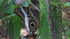 Caligo atreus