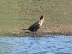 Nannopterum brasilianum