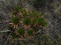 Paepalanthus