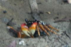 Goniopsis pulchra