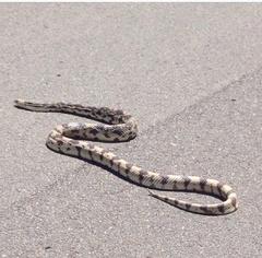 Pituophis melanoleucus melanoleucus