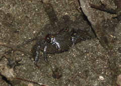 Goniopsis pulchra