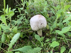 Agaricus xanthodermus