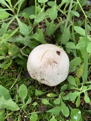 Agaricus xanthodermus