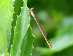 Agriocnemis falcifera