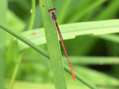 Agriocnemis falcifera