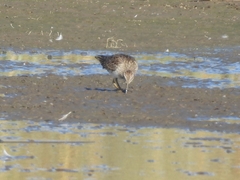 Calidris melanotos