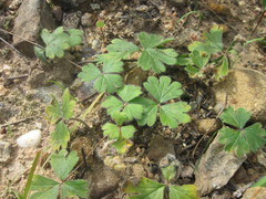 Pelargonium ternifolium