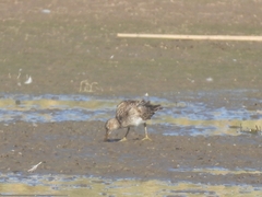 Calidris melanotos
