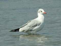 Chroicocephalus brunnicephalus