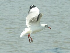 Chroicocephalus brunnicephalus