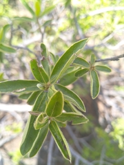 Diospyros lycioides