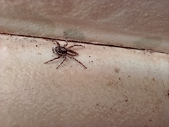 Menemerus bivittatus