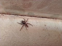 Menemerus bivittatus