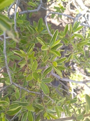 Diospyros lycioides