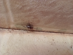 Menemerus bivittatus