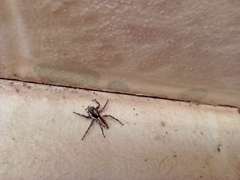 Menemerus bivittatus