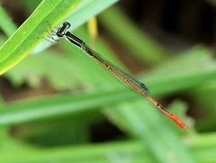 Agriocnemis falcifera