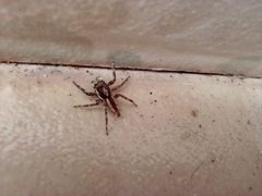 Menemerus bivittatus