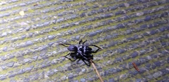 Atypidae