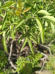 Heteromorpha arborescens