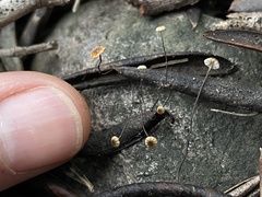 Cryptomarasmius corbariensis