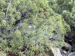 Chamaebatia australis